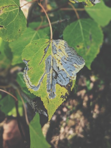 Processed with VSCO with t1 preset